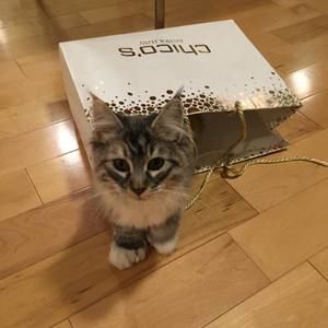 Meet your Posher, Susan